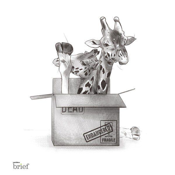 Trolle z Rosji, Mer de Glace i żyrafy