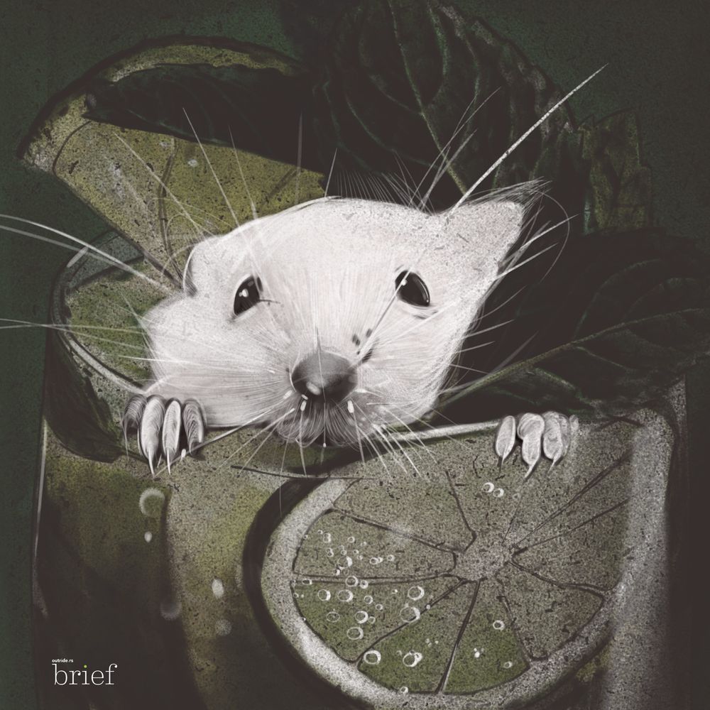 Segregacja seksualna, DNA kałamarnicy i rycyna