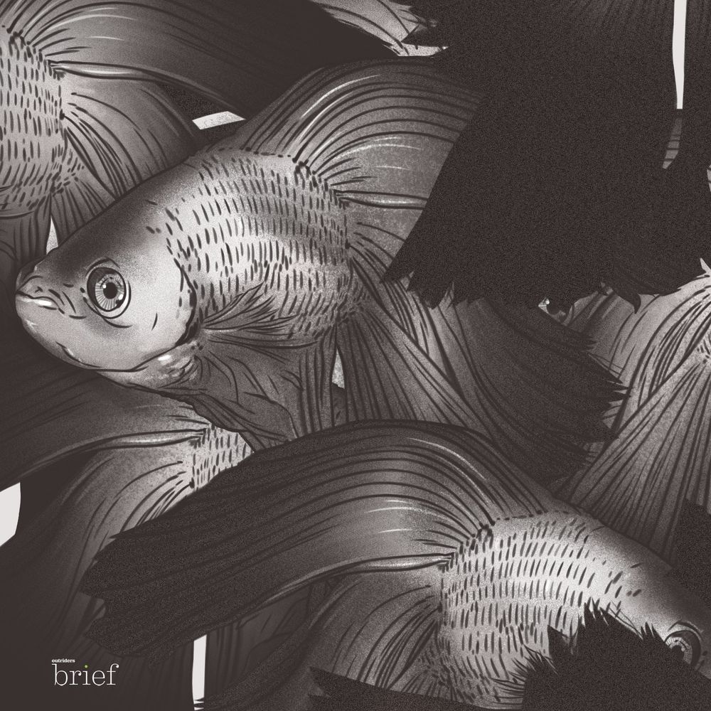 Neuston, jazydzi i Morras Help Morras