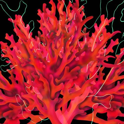 Caporalato, LGBTQ+ w sieci i muzyka dla koralowców