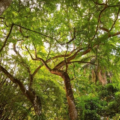 Wilcze jabłko, Posejdon i Mały Berlin