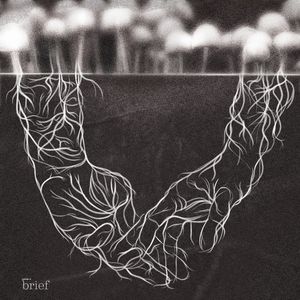 Virtual storm chasers, carbon-neutral fuel and Wildbook