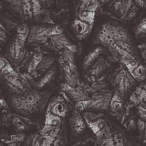 „Złoto Suazi”, zdrowe serce i kijanki kanibale