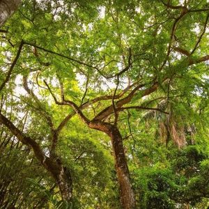 Wilcze jabłko, Posejdon i Mały Berlin