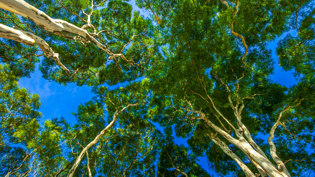 Jak AI pomaga chronić środowisko? Fotopułapki, monitoring, prognozowanie